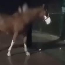 Dečko UKRAO konja pa ga KRIO u stambenoj ZGRADI: Stanari odmah alarmirali policiju, a EPILOG BIZARNOSTI iznenadio