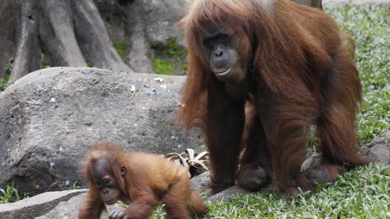 Deforestacija i krivolov ugrožavaju orangutane