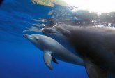 Delfini u Lamanšu ugroženi zbog zagađenosti: Imaju živu u sebi