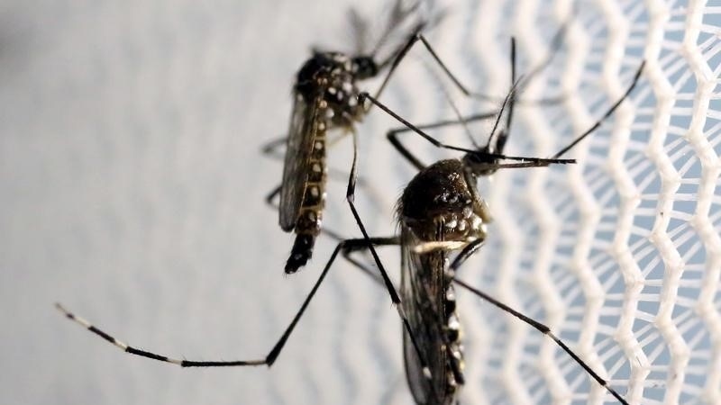 Denga groznica će postati velika prijetnja Evropi, SAD-u i Africi, navodi WHO