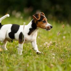 Deset imena za pse koja sigurno donose SREĆU njihovim vlasnicima!