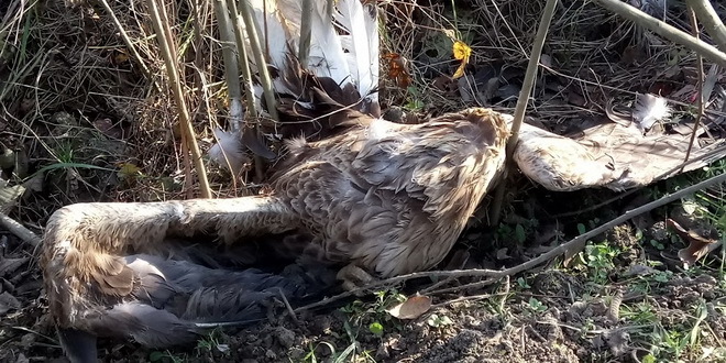 Deset ptica otrovano na njivi kod Bačke Topole