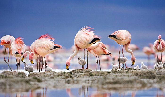 Desetine flamingosa uginulo od hladnoće u Ulcinju