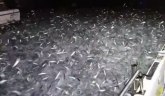 Apokaliptična scena sa Tajvana, hiljade riba uskakalo u čamac