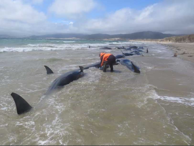 Desetine kitova se nasukalo na Novom Zelandu