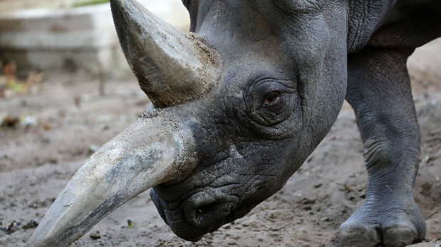 Dete povređeno posle pada u deo zoo-vrta sa nosorozima