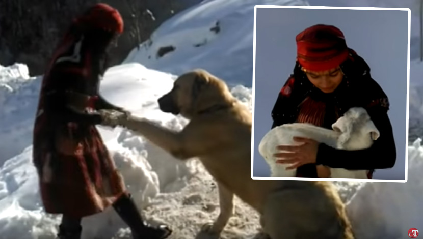 Devojčica po snegu do kolena čuva stado koza, a onda je jednog dana postala heroj kojem se dive svi (FOTO) (VIDEO)