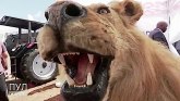 Diplomatija i pokloni: Predsednik Belorusije dobio prepariranog lava od Zimbabvea