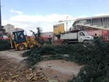 Direktor JKP Mediana: Drveće dobijeno zbog seče kedrova biće sađeno na više lokacija u Nišu