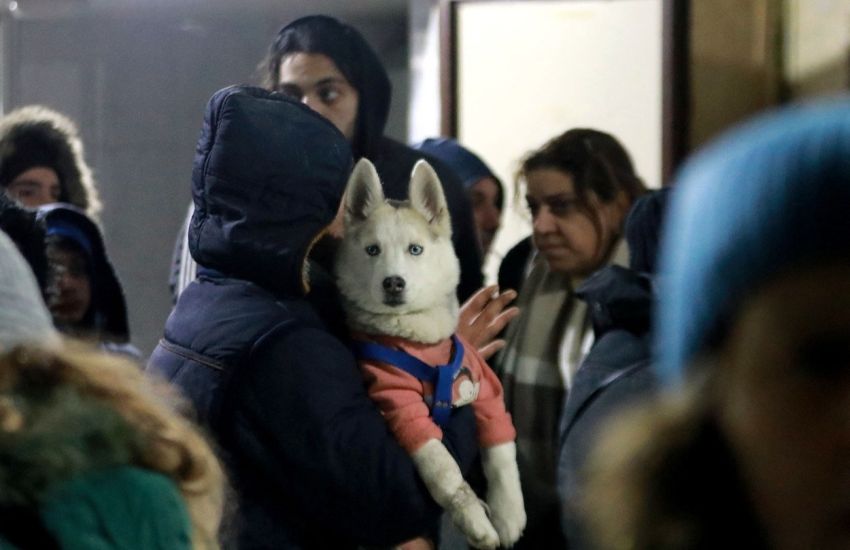 Dirljivi prizori iz Turske i Sirije: Uplašene životinje se ne odvajaju od svojih vlasnika nakon zemljotresa
