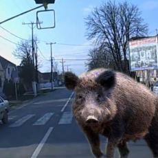 Divlja svinja izazvala HAOS u glavnoj ulici: Stvorenje bez straha tumaralo kroz beogradsko naselje