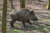 Divlja svinja koja je dva meseca šetala Zvezdarskom šumom, konačno uhvaćena VIDEO