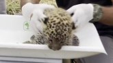 Divlje životinje: Mladunčad leoparda ostavljeni sami u Indiji, pa ponovo spojeni sa majkom