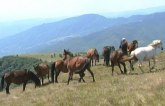 Divlji konji na planini Stolovi