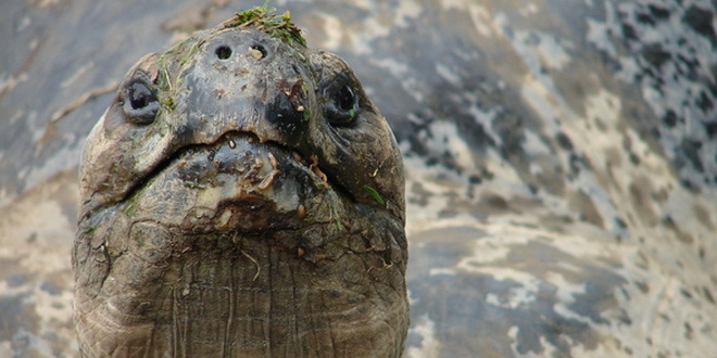 Divovska kornjača spasila svoju vrstu od izumiranja