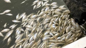 Divovske slatkovodne ribe: alarm za uzbunu
