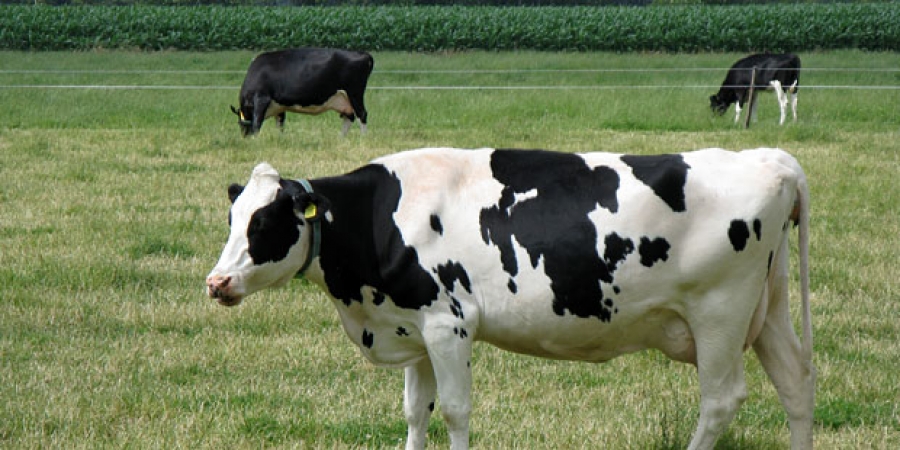 Do danas 430 slučajeva kvrgave kože kod goveda