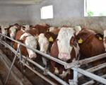 Dobar primer farme goveda kraj Leskovca