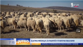 Dobili najviše priznanje od države: Oni imaju najveće stado ovaca na Balkanu VIDEO
