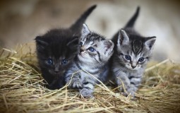 
					Dobra vest za sve ljubitelje maca: Otkrivena vakcina koja leči alergiju na mačke 
					
									