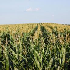 Dobre vesti za srpsku poljoprivredu: Rekordan rod kukuruza, soje i suncokreta u Srbiji