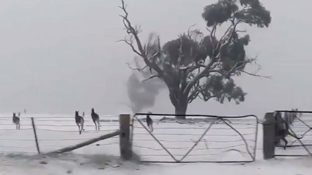 Dok Sibir gori, kenguri u Australiji skaču po snegu