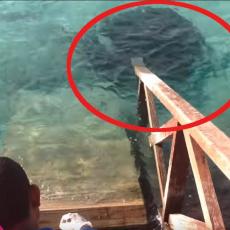 Dok je hranio ribe na molu, pojavila se ogromna NEMAN i skočila na njega! (VIDEO)
