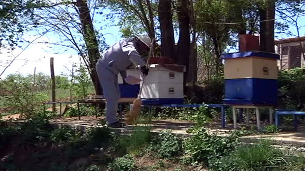 Dok se pčelari i voćari ne dogovore - pčele stradaju