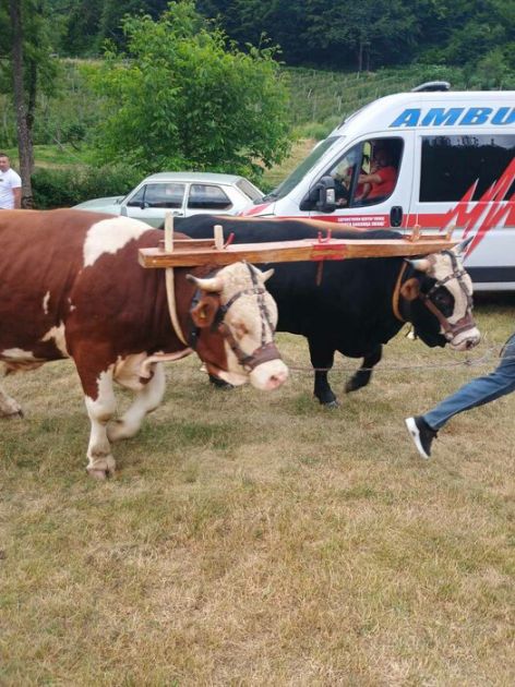 Donji Vakuf: Penzioner došao iz Austrije na koridu i poginuo od bika