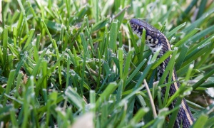 Dramatično: Muškarca ujela zmija otrovnica dok je radio u bašti