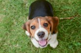 Dreserka pasa izdvojila šest vrsta koje nikada ne bi uzela za kućne ljubimce