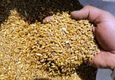 Drugi najveći proizvođač pšenice na svetu zabranio izvoz