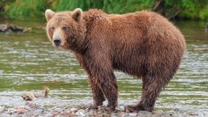 Drugi napad medveda u Sloveniji ove godine, lovac lakše povređen