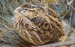 
					Društvo za zaštitu ptica: Od avgusta 56 slučajeva krivolova prepelica 
					
									