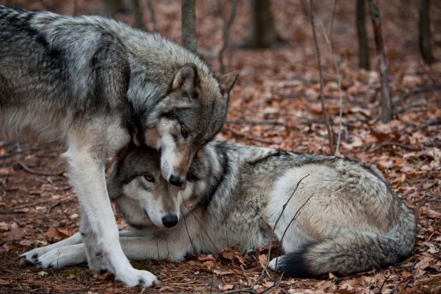 Druženjem sa vukovima pobedila traume i anoreksiju  (VIDEO)