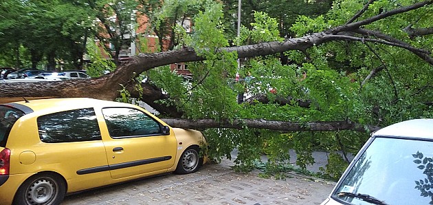 Drvo palo na automobile na Novom naselju