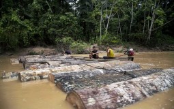 
					Drvoseče ubile Indijanca šumara u Amazoniji 
					
									