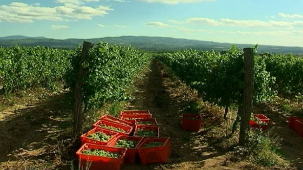Država pomaže razvoj vinarstva