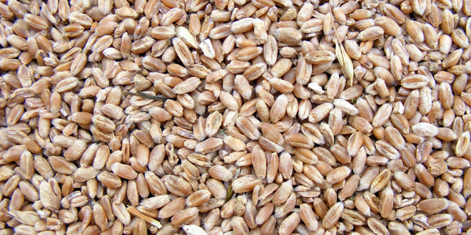 Država za 34.000 tona pšenice ponudila cenu od 23,5 din/kg