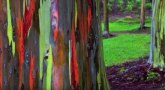 Dugin eukaliptus, jedan od najzanimljivijih prirodnih fenomena