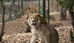 Dva lava s Bliskog istoka prebačena u južnoafričko utočište