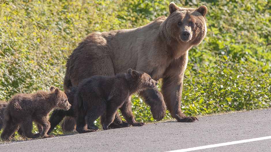 Dva medveda iz Slovenije sele se u Pirineje