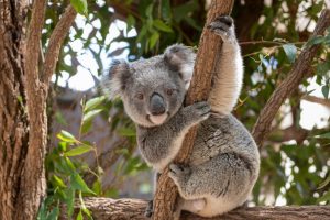 Dva tinejdžera spasila gomilu koala od požara!
