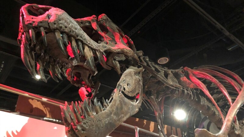 Dvesta godina otkrića dinosaursa, šta je sve poznato o njima? 