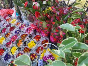 Dvodnevni Sajam cveća: Velika ponuda na Gradskom trgu u Vršcu