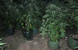 Dvojica Nišlija uhapšeni jer su u okolini Aleksinca uzgajali 17 kilograma marihuane