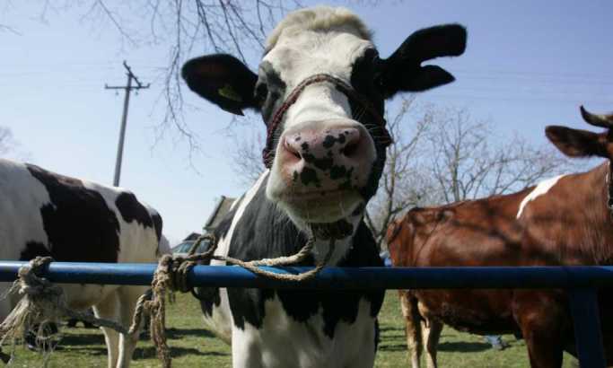 Džinovska krava snimljena na pašnjacima Australije: Celo stado joj nije do kolena (VIDEO)