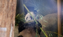 Džinovska panda Ja Ja vraća se iz SAD u Kinu posle dve decenije