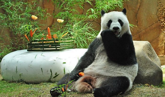Džinovska panda proslavila 10. rođendan