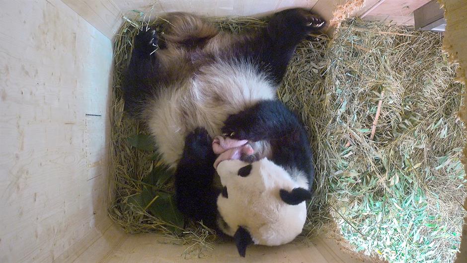 Džinovska panda u bečkom zoo vrtu dobila blizance